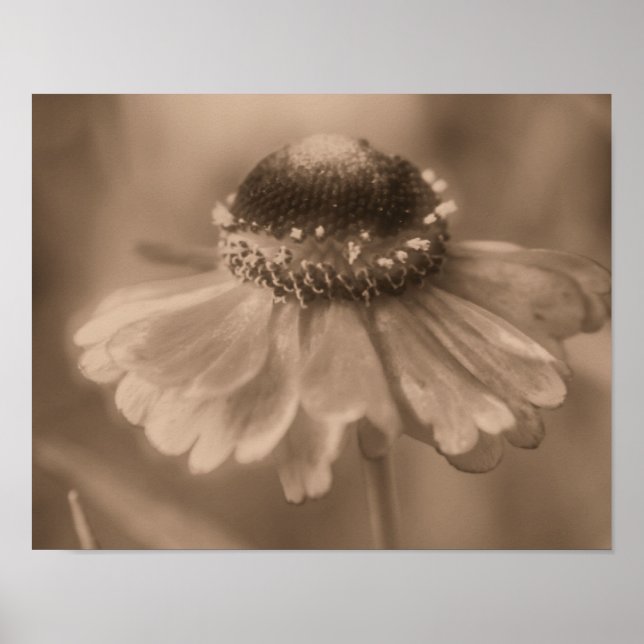 Poster Fleur Zinnia Daisy Soft À Sepia Vintage (Devant)