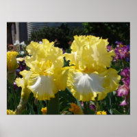 Poster fleuri Iris Irises aux rayures jaunes