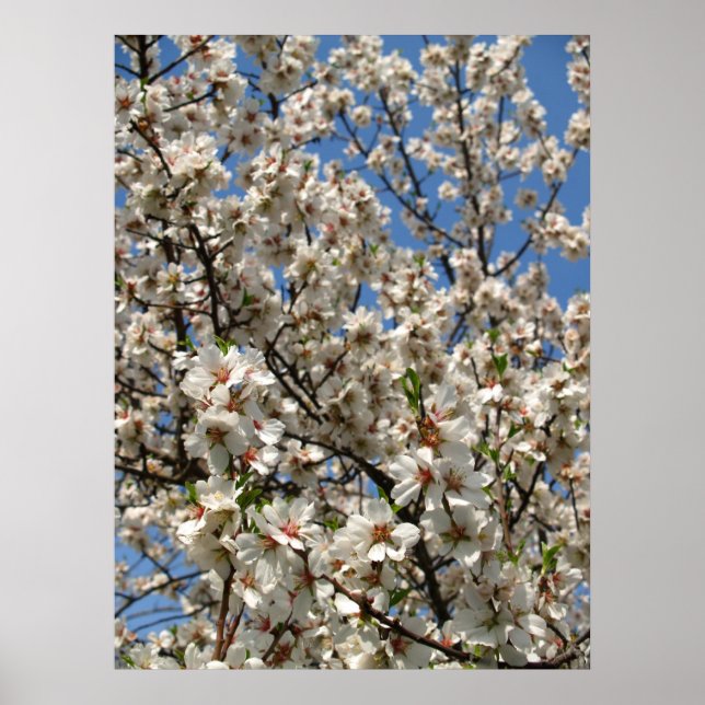 Poster fleurs (Devant)