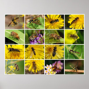 Poster Fleurs