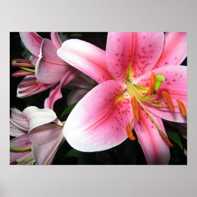 Poster Fleurs (Devant)