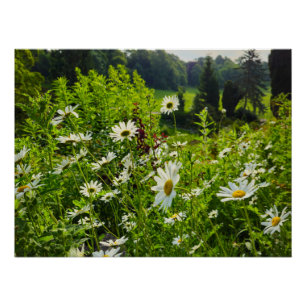 Poster Fleurs