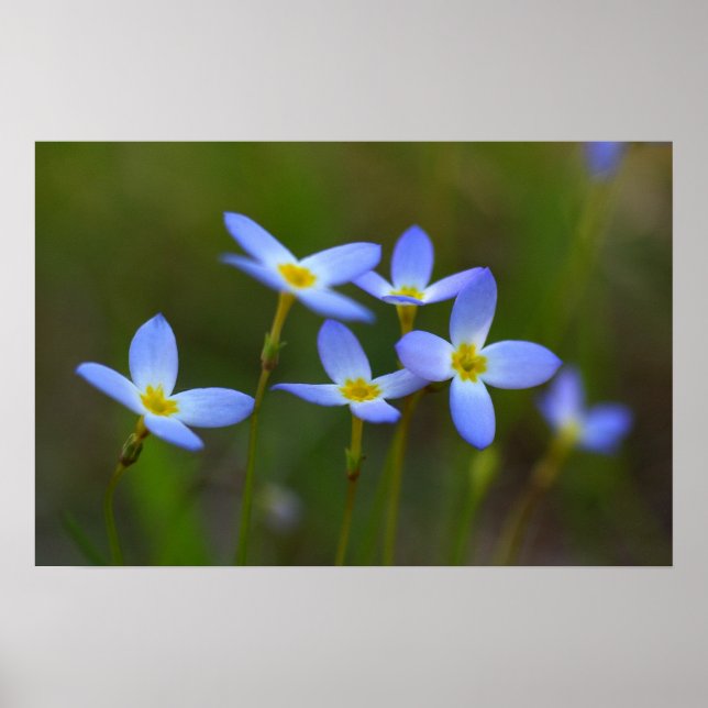 Poster Fleurs (Devant)