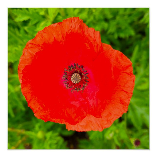 Poster Fleurs (Devant)