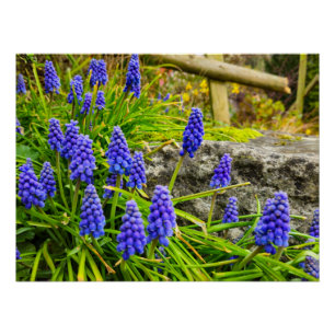Poster Fleurs