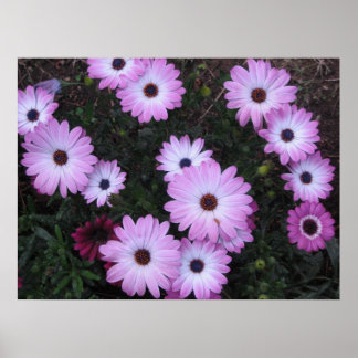 Poster Fleurs