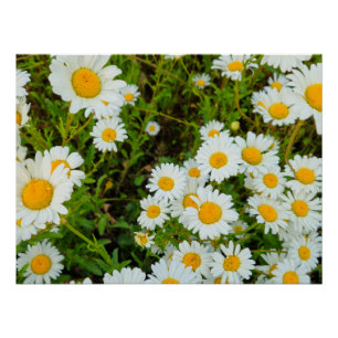 Poster Fleurs