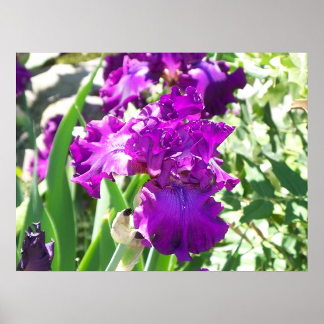 Poster fleurs (Devant)