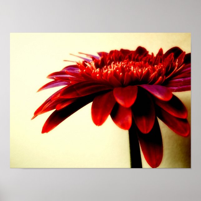 POSTER FLEURS-007 (Devant)