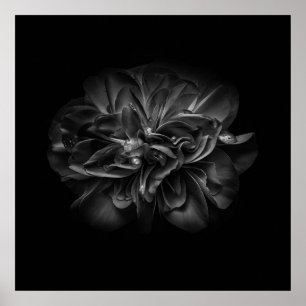 Poster Fleurs 67 BW