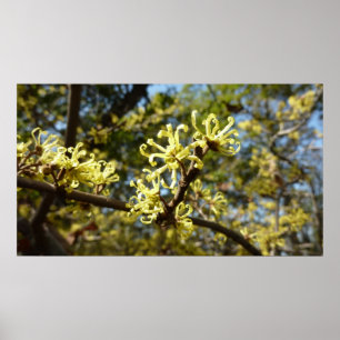 Poster Fleurs à puces de sorcière
