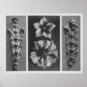 Poster Fleurs agrandies