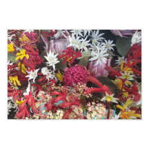 Fleurs amérindiennes australiennes