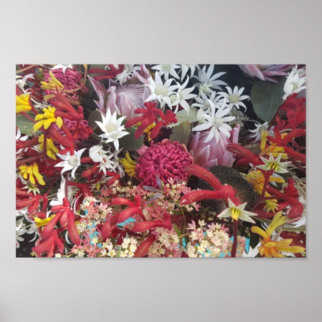 Poster Fleurs amérindiennes australiennes (Devant)