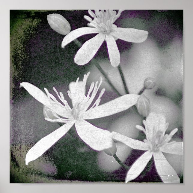Poster Fleurs blanches (Devant)