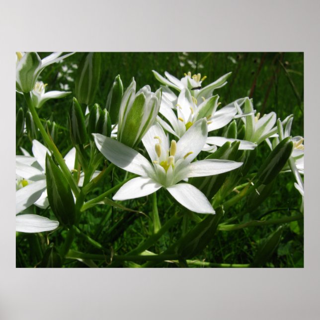 Poster fleurs blanches (Devant)