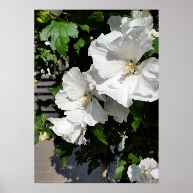 Poster fleurs blanches accueillantes (Devant)