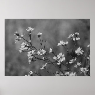 Poster Fleurs blanches B&W