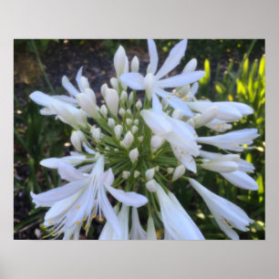 Poster Fleurs blanches d'Agapanthus