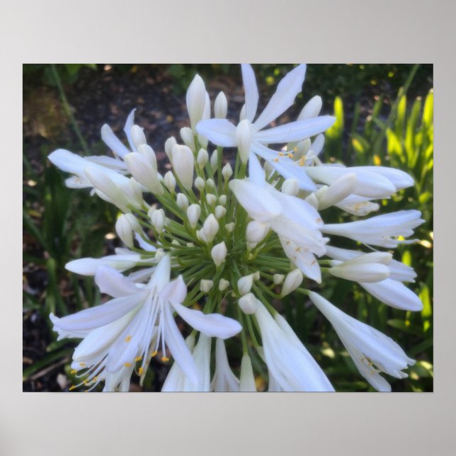Poster Fleurs blanches d'Agapanthus (Devant)