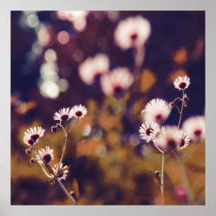 Poster Fleurs blanches dans Sunlight Purple Bokeh