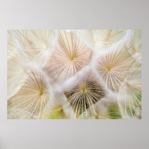 Poster Fleurs blanches de pissenlit