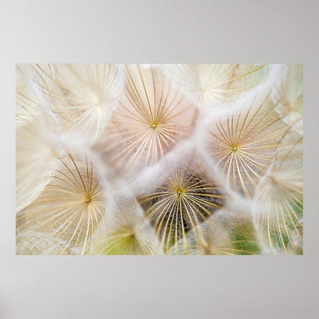 Poster Fleurs blanches de pissenlit (Devant)