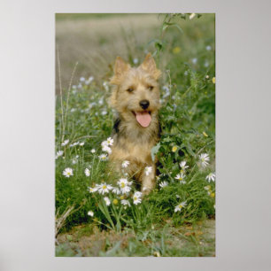 Poster fleurs blanches de terrier australien