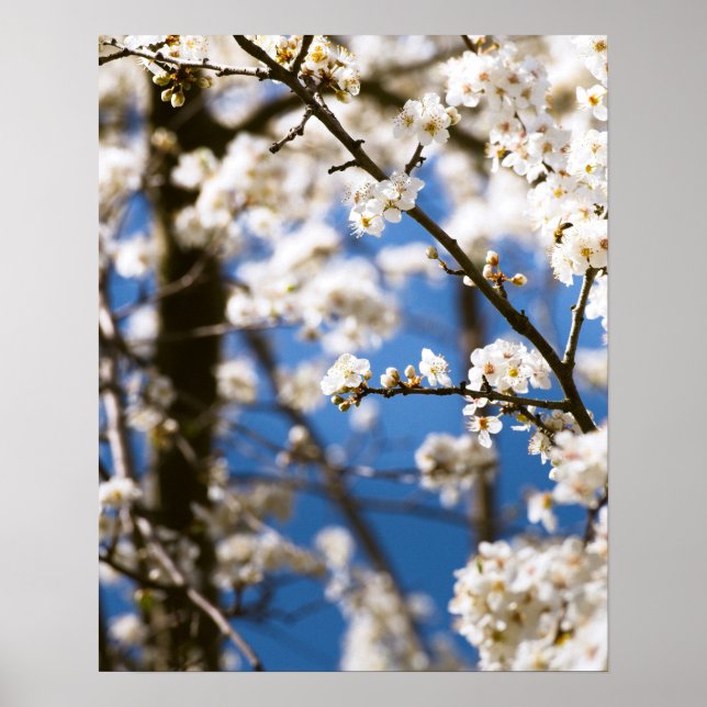 Poster Fleurs blanches devant un ciel blanc (Devant)