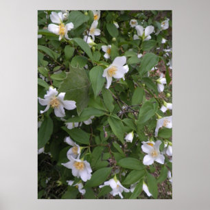 Poster Fleurs blanches et jaunes Photo