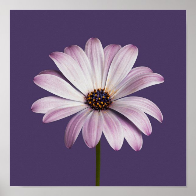 Poster Fleurs | Blancs et marguerites (Devant)