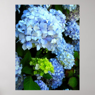 Poster Fleurs bleues