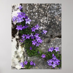 Poster Fleurs Campanula grandissant sur un mur
