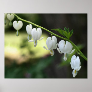 Poster Fleurs cardiaques blanches saignantes