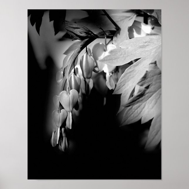 Poster Fleurs Cardiaques Saignantes En Noir Et Blanc (Devant)