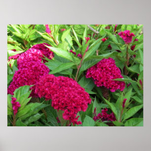 Poster Fleurs Celosia de Cockscomb rose