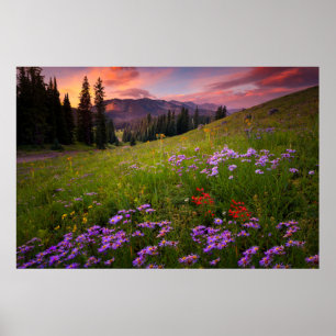 Poster Fleurs   Colorado Fleur sauvage violet