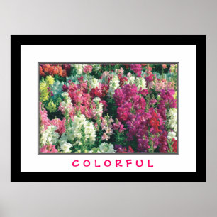 Poster Fleurs colorées