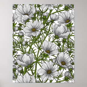 Poster Fleurs cosmos blanches