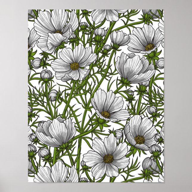 Poster Fleurs cosmos blanches (Devant)