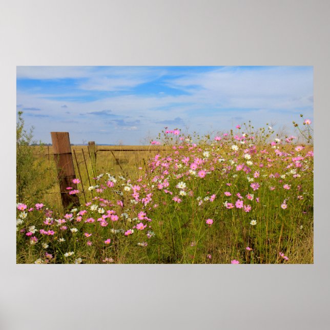 Poster Fleurs Cosmos dans le champ (Devant)