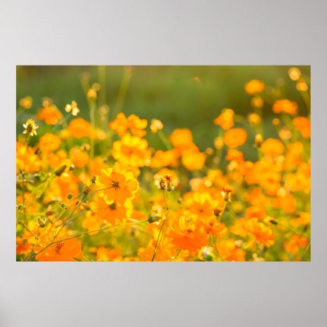 Poster Fleurs Cosmos dans le champ de Lumphun province co (Devant)