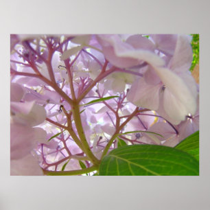 Poster Fleurs curatives d'hortensia de cadeaux d'art de