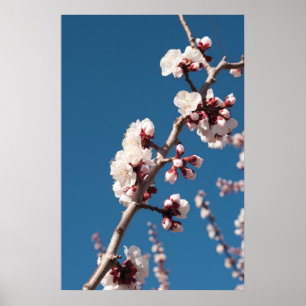 Poster Fleurs d'abricot