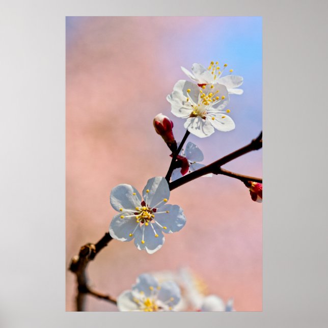 Poster Fleurs d'abricot japonaises blanches classiques (Devant)
