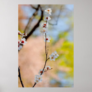 Poster Fleurs d'abricot japonaises majestueuses