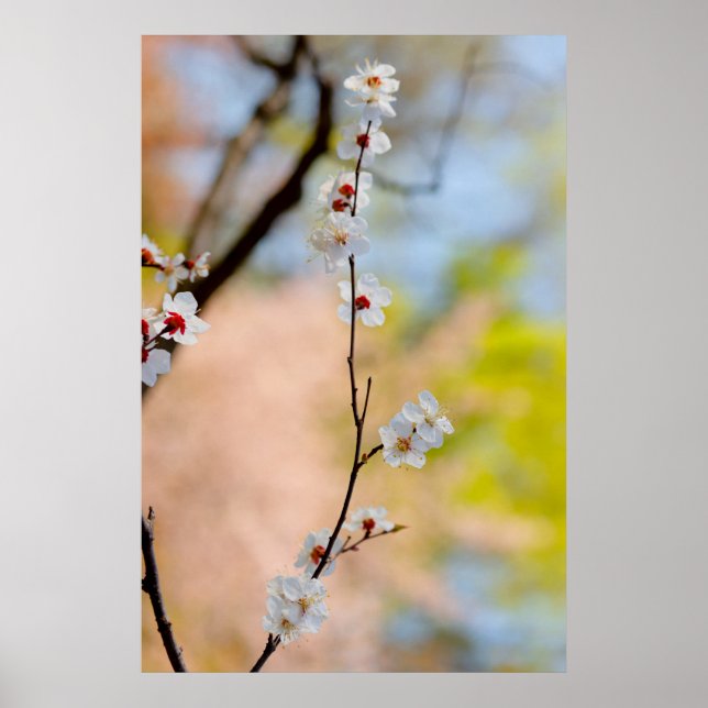 Poster Fleurs d'abricot japonaises majestueuses (Devant)