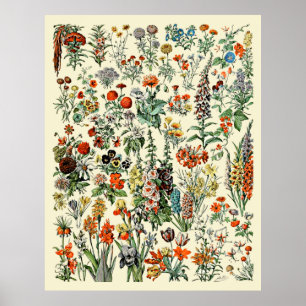 Poster Fleurs d'Adolphe Millot