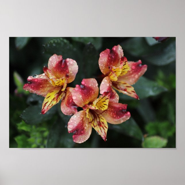 Poster Fleurs d'Alstroemeria (Devant)
