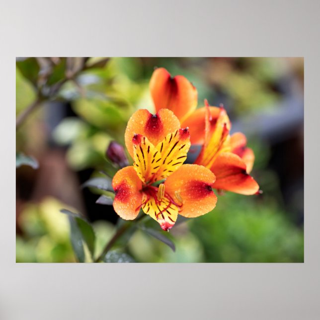 Poster Fleurs d'alstroemeria rouge et orange (Devant)